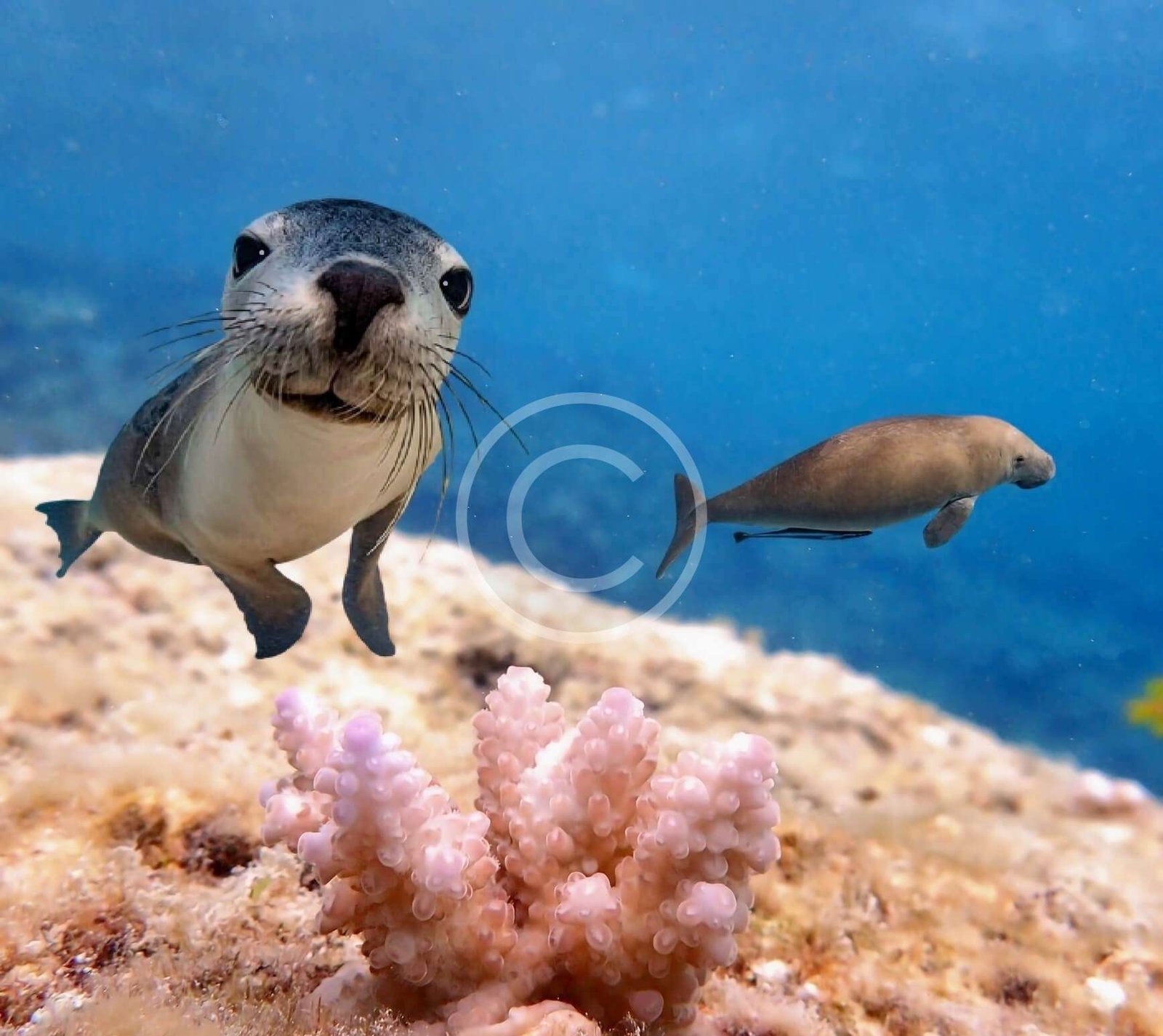 Scuba Diving with Fur Seal